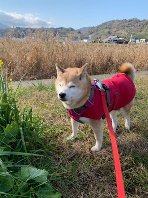 愛犬レインコート写真 犬用レインコートのatelier Noka