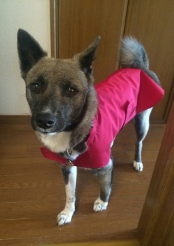 赤いレインコートを着た日本犬系ミックスのワンちゃん