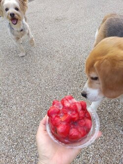冷凍いちごを食べるビーグル犬とヨーキー
