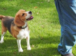 おやつを見るビーグル犬