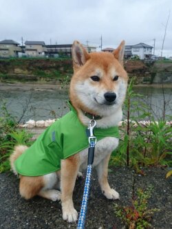 グリーン色のレインコートを着た柴犬