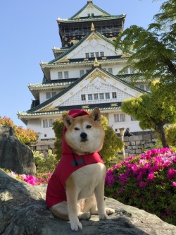 大阪城と柴犬