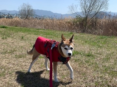 アトリエGG 犬　ダウンジャケット　赤　サイズ２ハーフ Amazon | 犬服 ダウンベスト ジャケット 秋冬のペットの犬の猫の